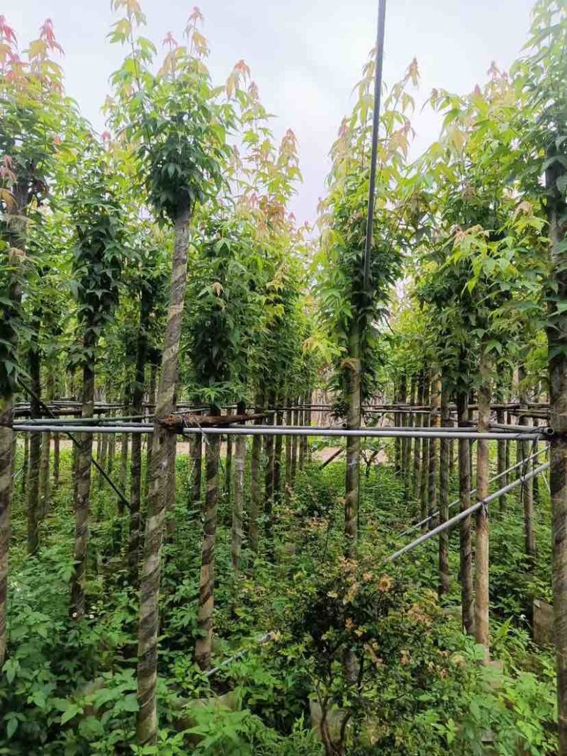 枫香基地直销规格齐全有需要绿化苗木的老板欢迎来电洽谈合作