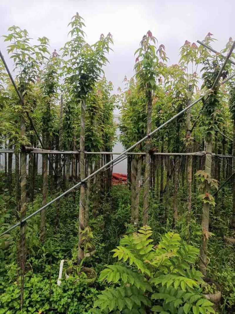 枫香基地直销规格齐全有需要绿化苗木的老板欢迎来电洽谈合作