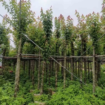 枫香基地直销规格齐全有需要绿化苗木的老板欢迎来电洽谈合作