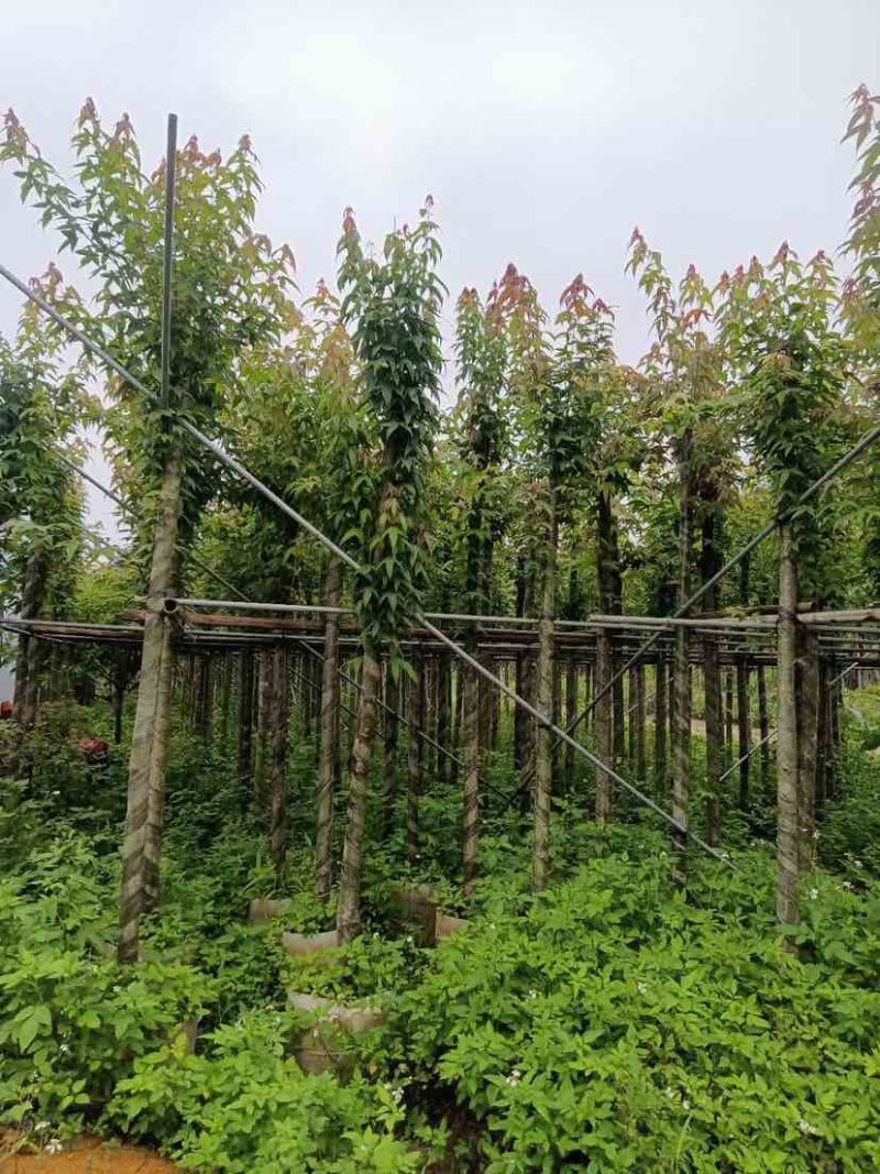枫香基地直销规格齐全有需要绿化苗木的老板欢迎来电洽谈合作