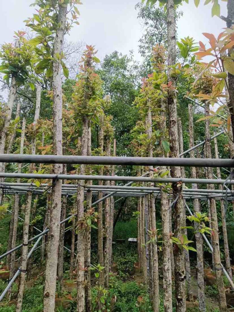 金丝楠木基地直销规格齐全有需要绿化苗木的老板欢迎来电洽谈