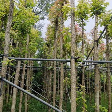 金丝楠木基地直销规格齐全有需要绿化苗木的老板欢迎来电洽谈