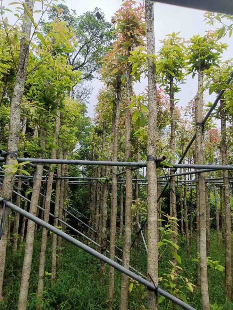 金丝楠木基地直销规格齐全有需要绿化苗木的老板欢迎来电洽谈