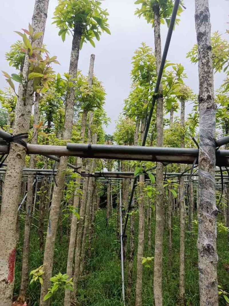 金丝楠木基地直销规格齐全有需要绿化苗木的老板欢迎来电洽谈