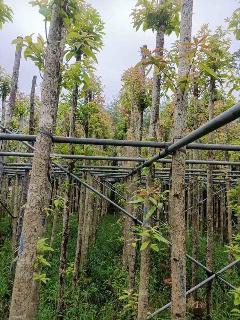 金丝楠木基地直销规格齐全有需要绿化苗木的老板欢迎来电洽谈