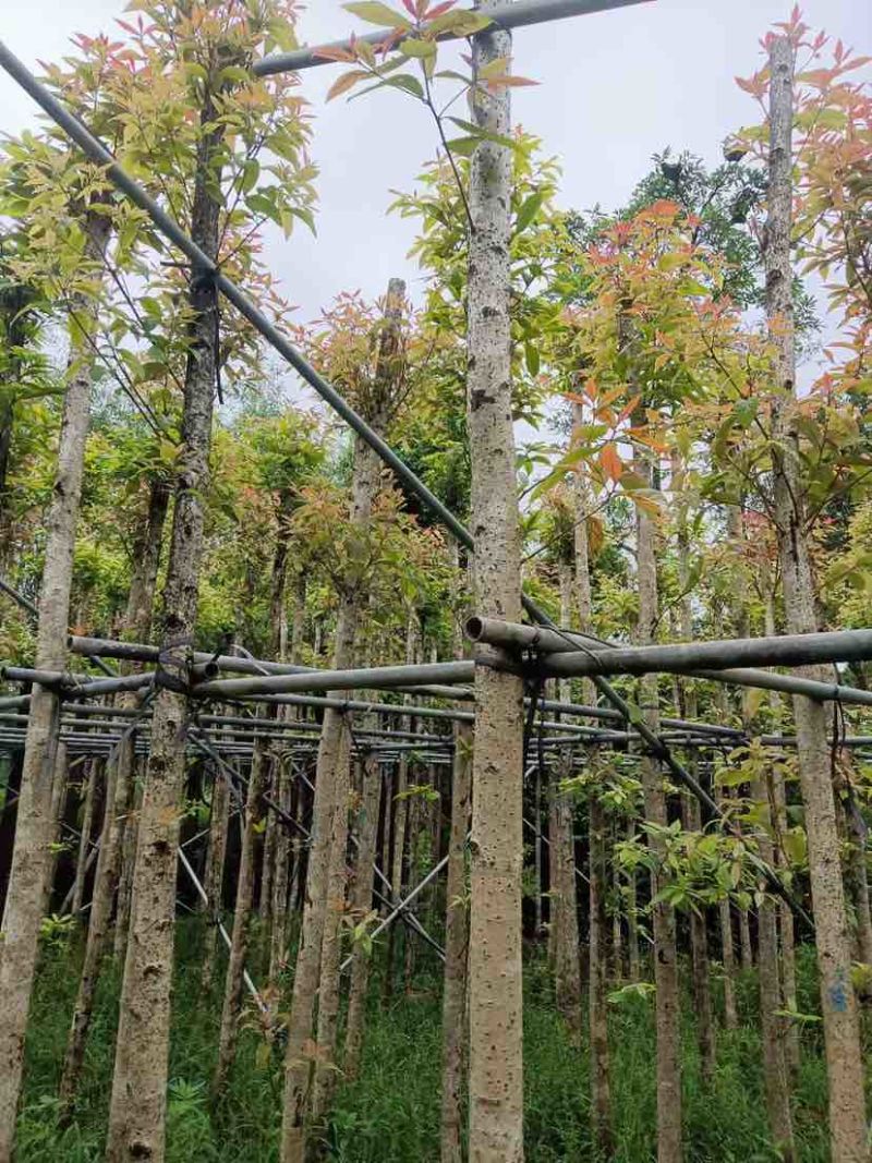 金丝楠木基地直销规格齐全有需要绿化苗木的老板欢迎来电洽谈