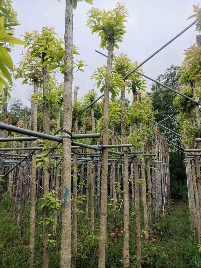 金丝楠木基地直销规格齐全有需要绿化苗木的老板欢迎来电洽谈