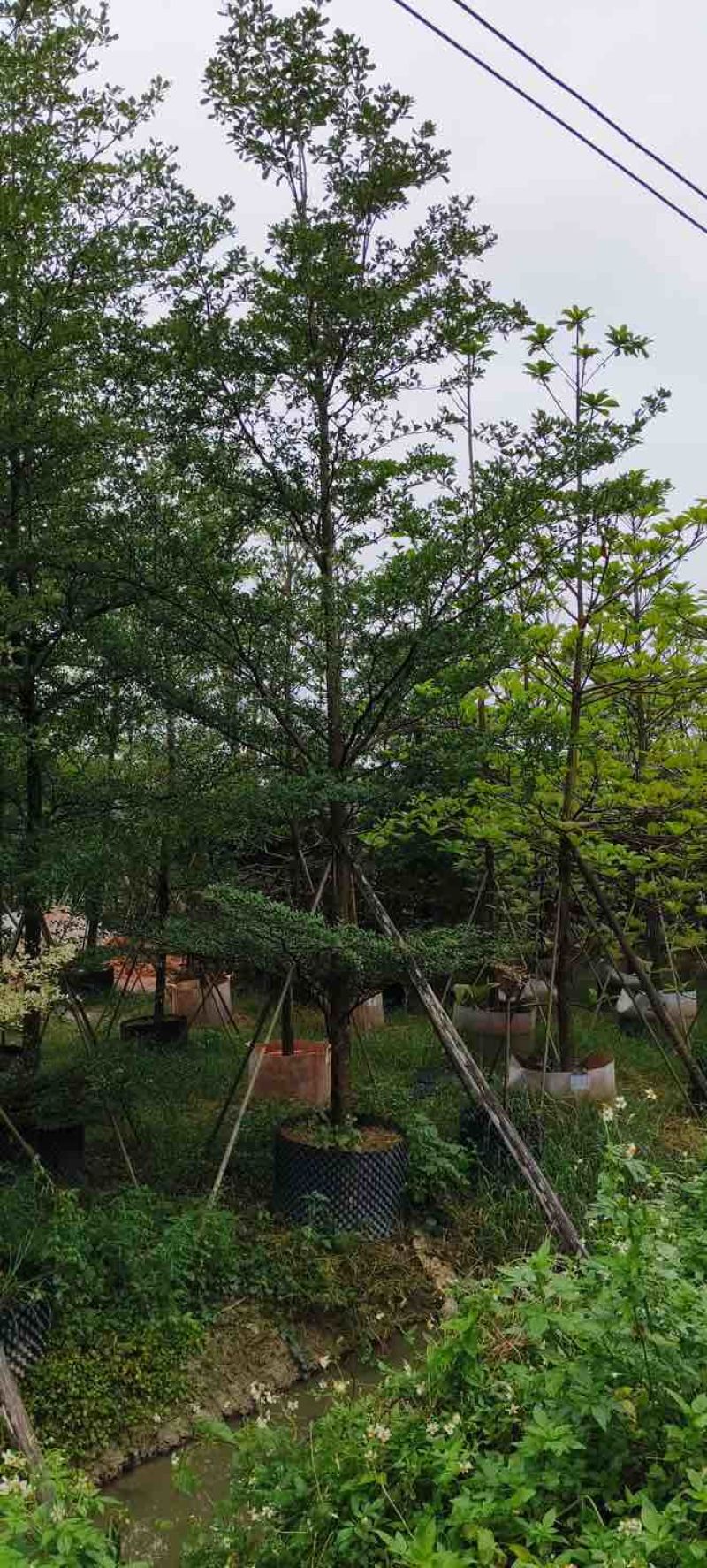 杜英基地直销规格齐全有需要绿化苗木的老板欢迎来电洽谈合作