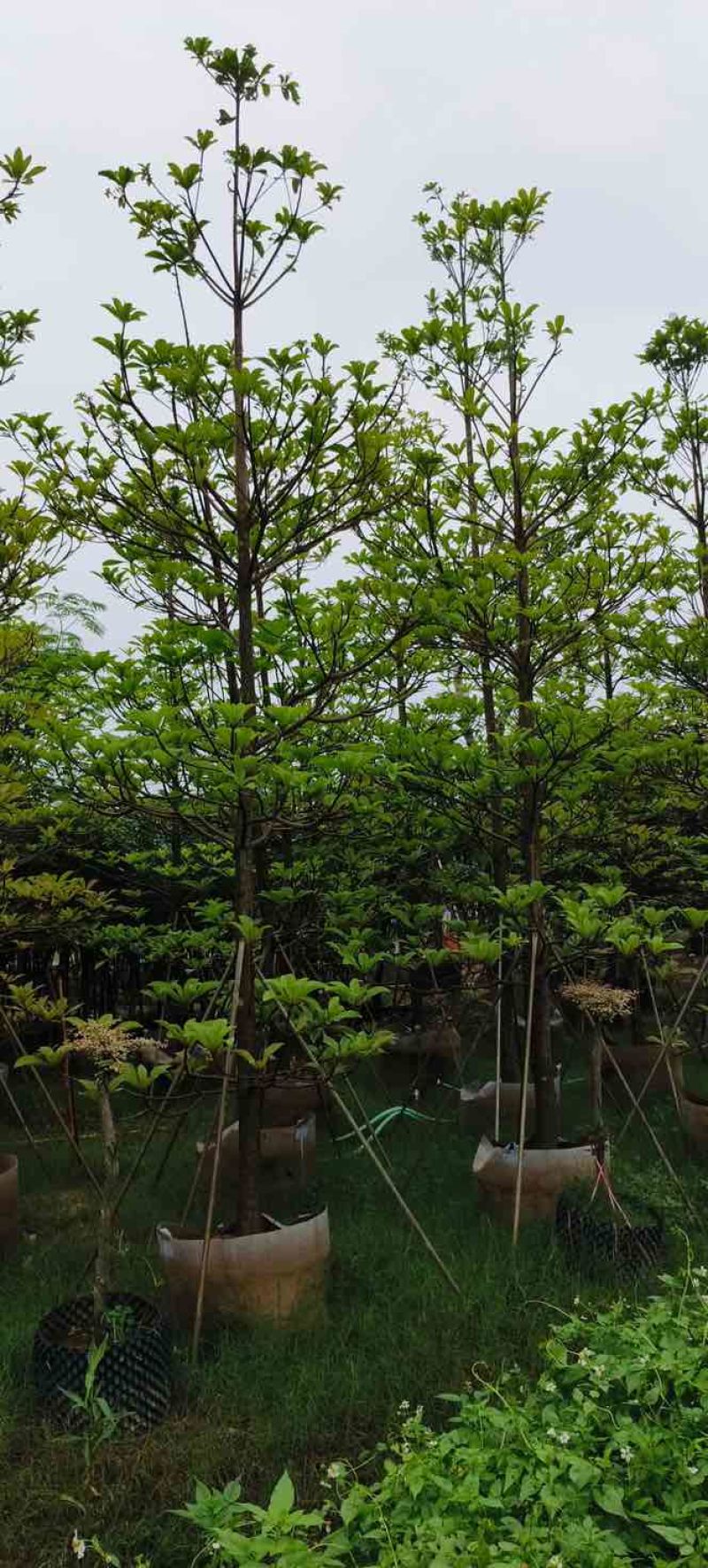 杜英基地直销规格齐全有需要绿化苗木的老板欢迎来电洽谈合作