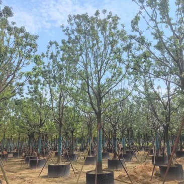 全冠香樟基地直销规格齐全有需要绿化苗木的老板欢迎来电洽谈