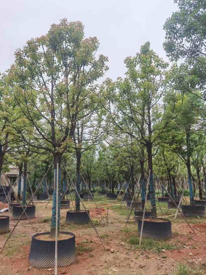 全冠香樟基地直销规格齐全有需要绿化苗木的老板欢迎来电洽谈
