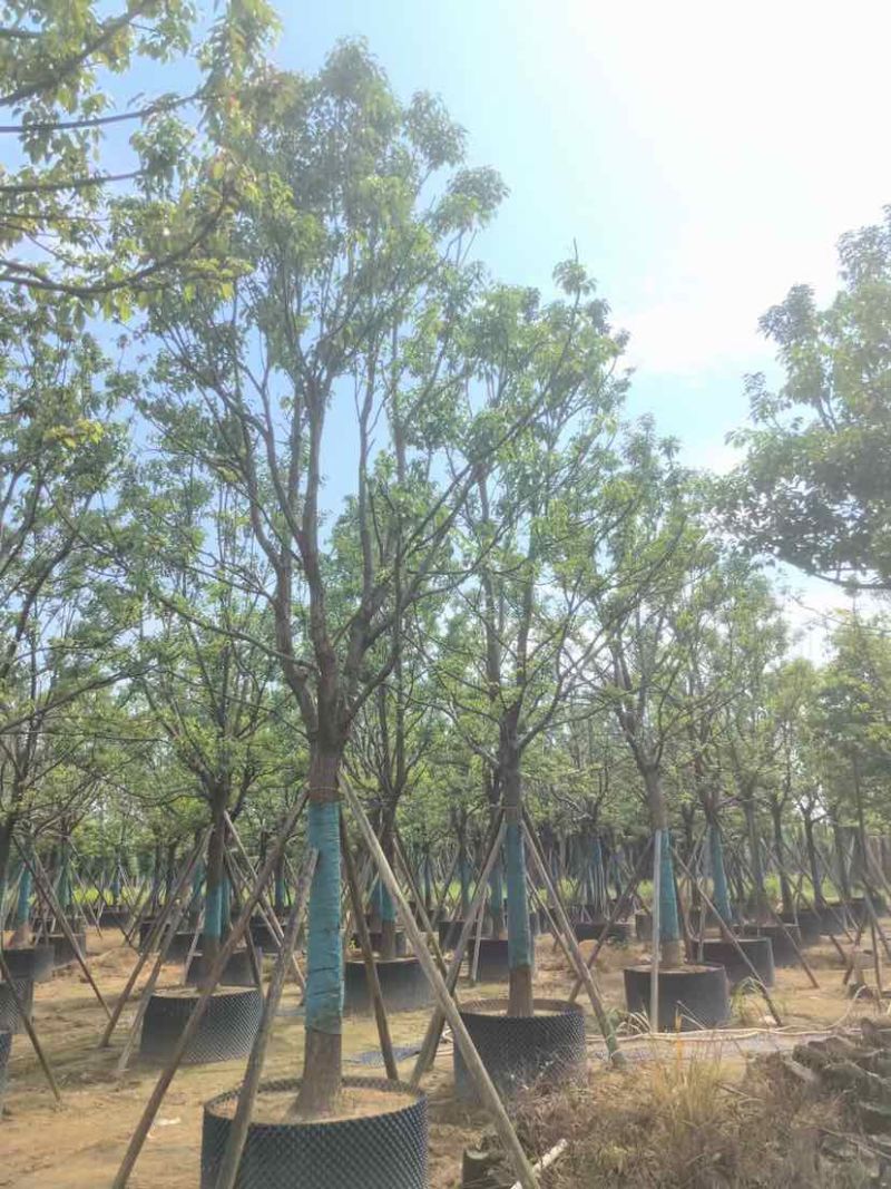 全冠香樟基地直销规格齐全有需要绿化苗木的老板欢迎来电洽谈