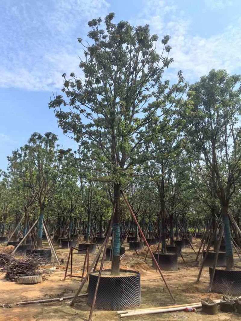 全冠香樟基地直销规格齐全有需要绿化苗木的老板欢迎来电洽谈