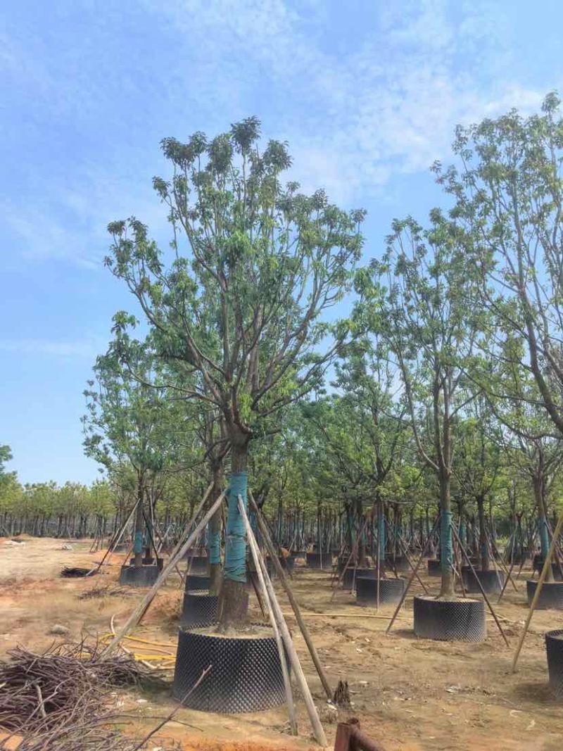 全冠香樟基地直销规格齐全有需要绿化苗木的老板欢迎来电洽谈