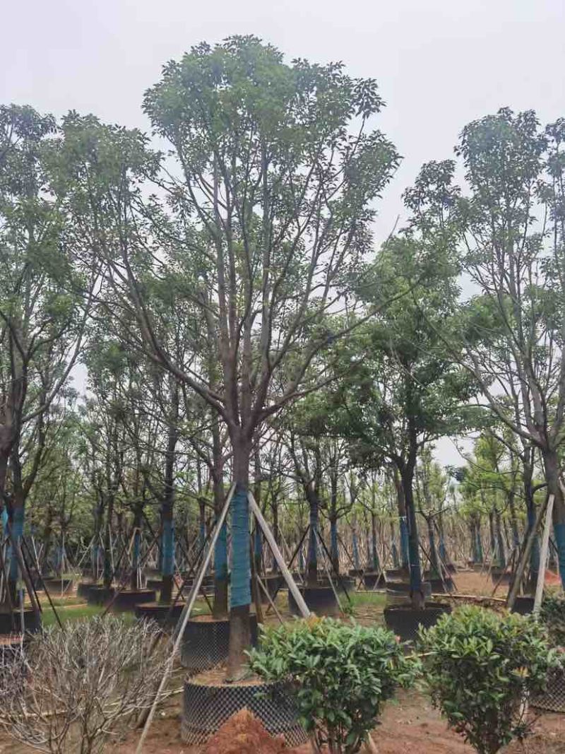 全冠香樟基地直销规格齐全有需要绿化苗木的老板欢迎来电洽谈