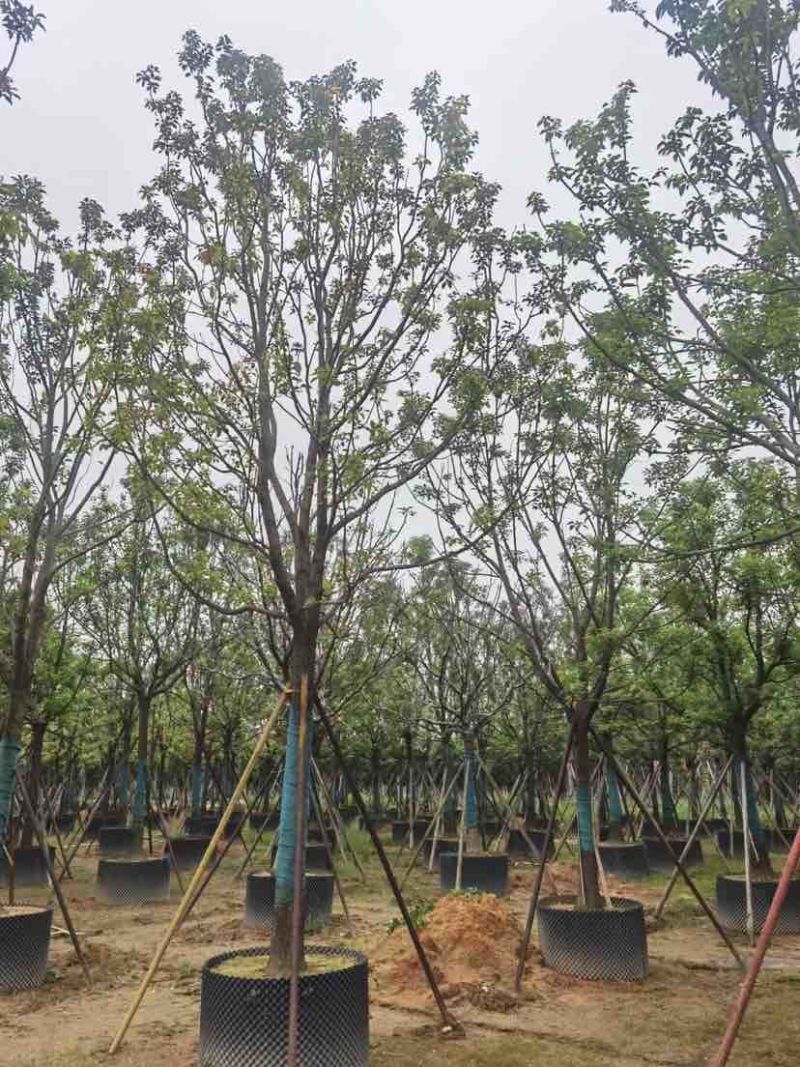 全冠香樟基地直销规格齐全有需要绿化苗木的老板欢迎来电洽谈