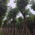 栾树基地直销规格齐全有需要绿化苗木的老板欢迎来电洽谈合作