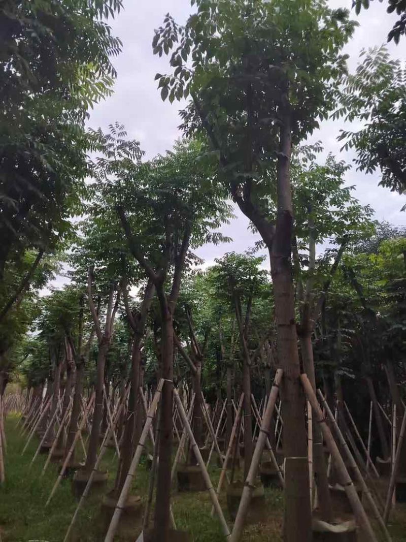 栾树基地直销规格齐全有需要绿化苗木的老板欢迎来电洽谈合作