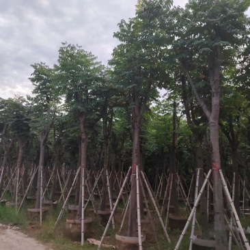 栾树基地直销规格齐全有需要绿化苗木的老板欢迎来电洽谈合作