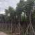 栾树基地直销规格齐全有需要绿化苗木的老板欢迎来电洽谈合作