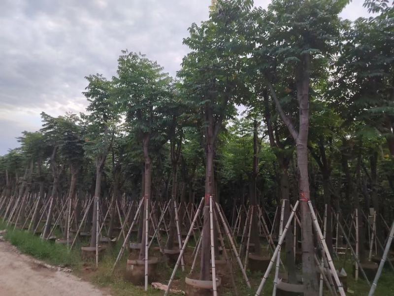 栾树基地直销规格齐全有需要绿化苗木的老板欢迎来电洽谈合作