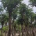 栾树基地直销规格齐全有需要绿化苗木的老板欢迎来电洽谈合作
