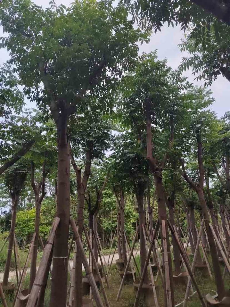 栾树基地直销规格齐全有需要绿化苗木的老板欢迎来电洽谈合作