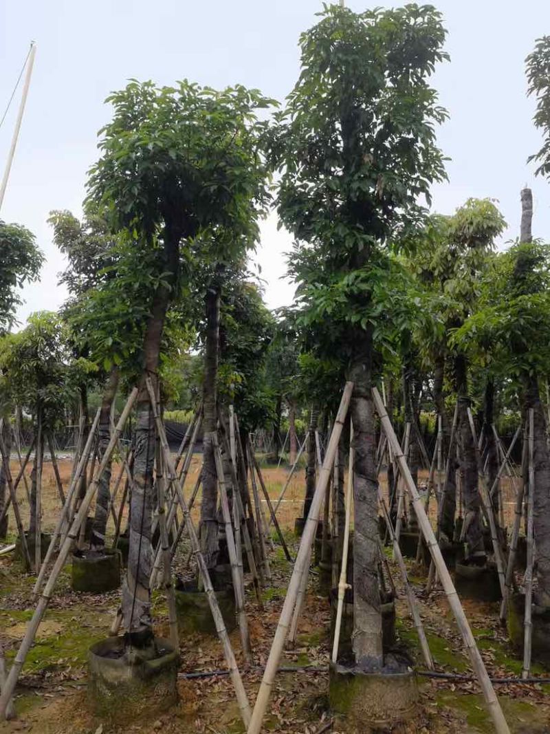 海南红豆树基地直销规格齐全有需要绿化苗木的老板欢迎来电