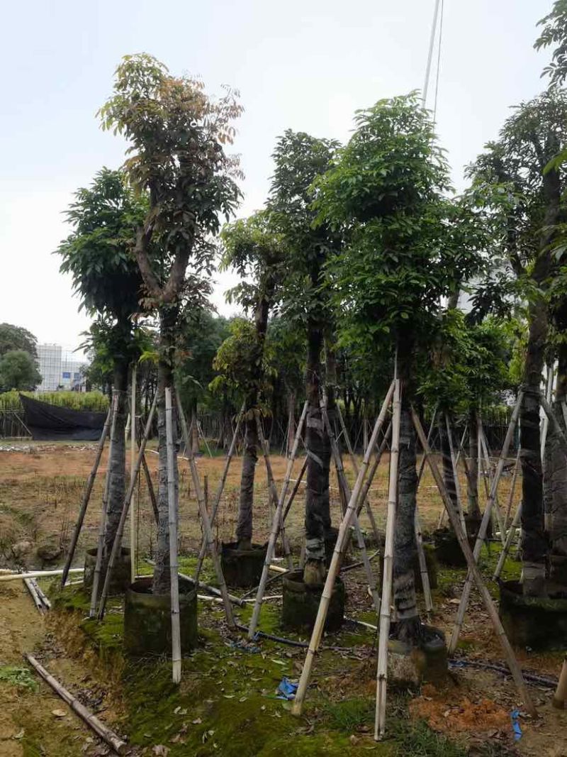 海南红豆树基地直销规格齐全有需要绿化苗木的老板欢迎来电