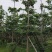 小叶榄仁树基地直销规格齐全有需要绿化苗木的老板来电洽谈
