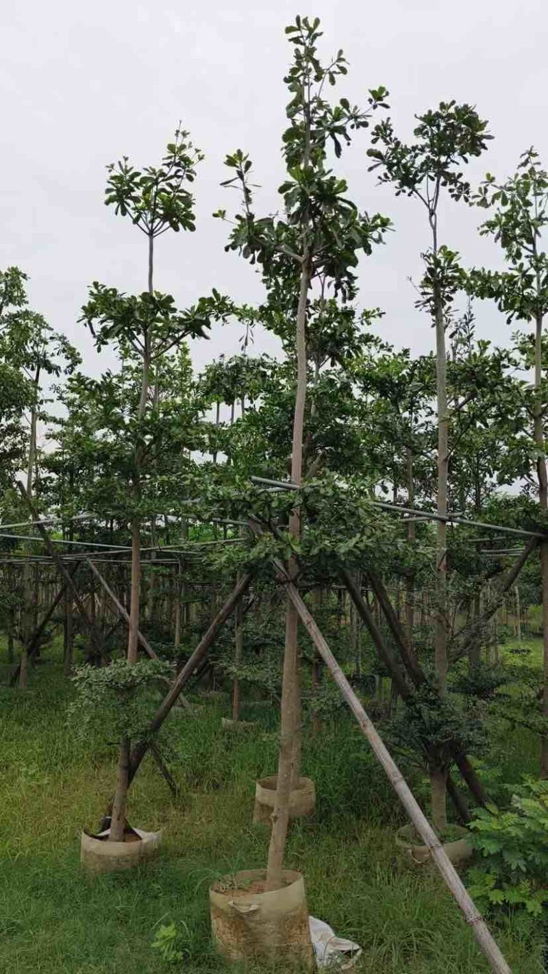 小叶榄仁树基地直销规格齐全有需要绿化苗木的老板来电洽谈