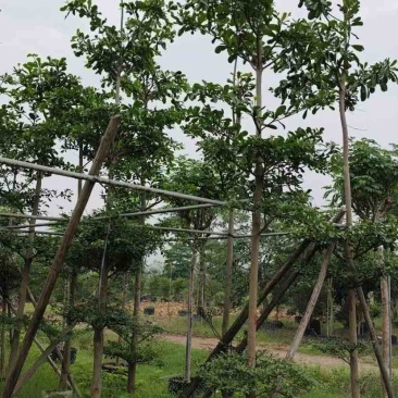 小叶榄仁树基地直销规格齐全有需要绿化苗木的老板来电洽谈