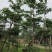 小叶榄仁树基地直销规格齐全有需要绿化苗木的老板来电洽谈