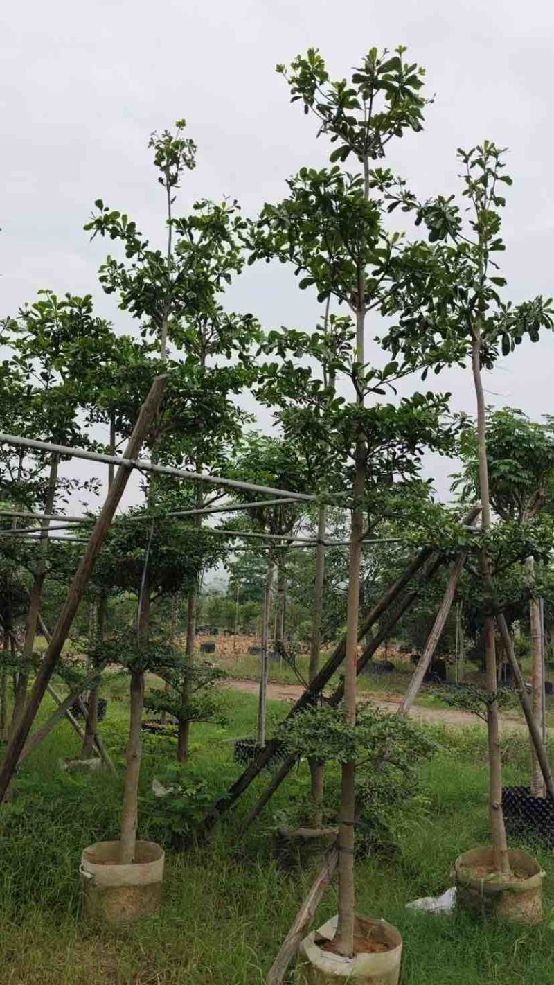 小叶榄仁树基地直销规格齐全有需要绿化苗木的老板来电洽谈