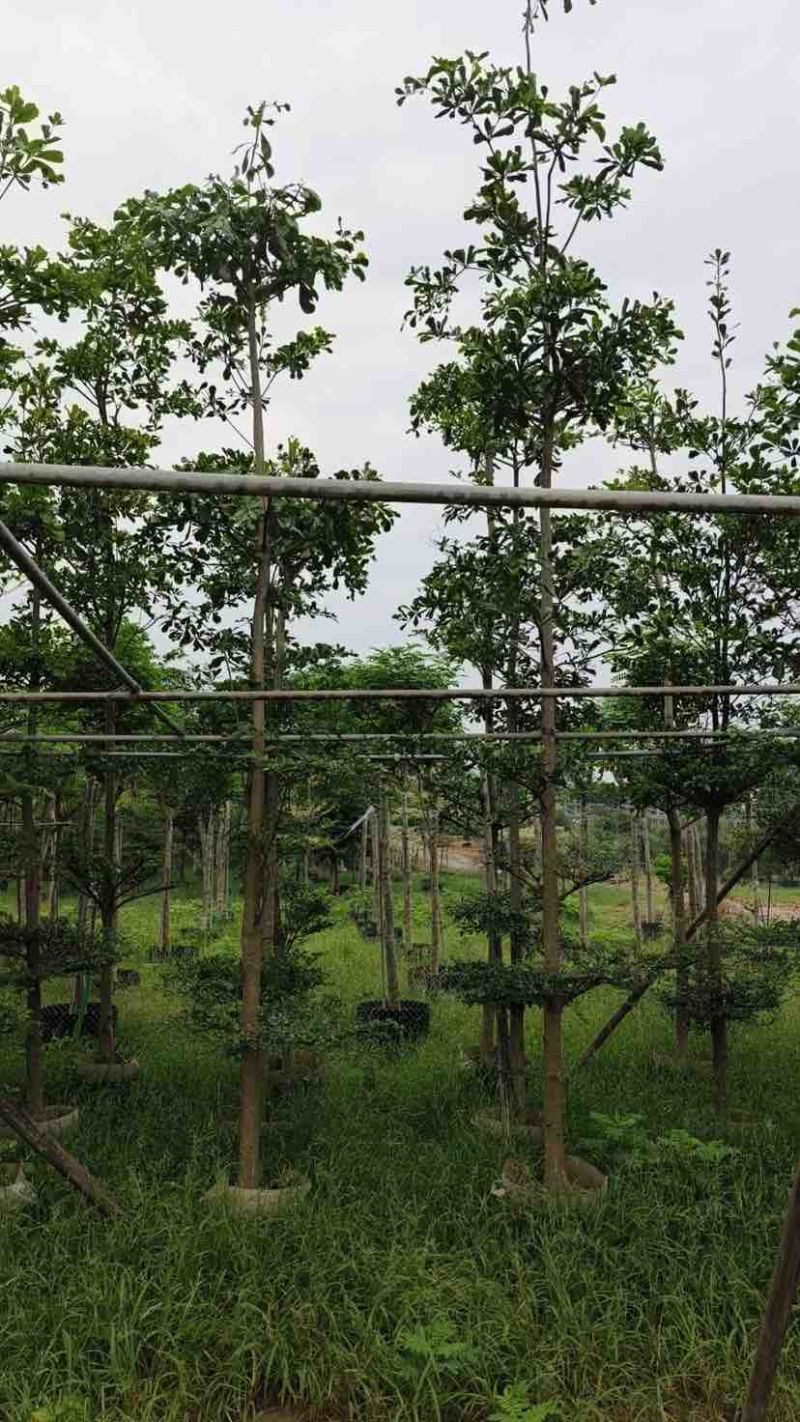 小叶榄仁树基地直销规格齐全有需要绿化苗木的老板来电洽谈