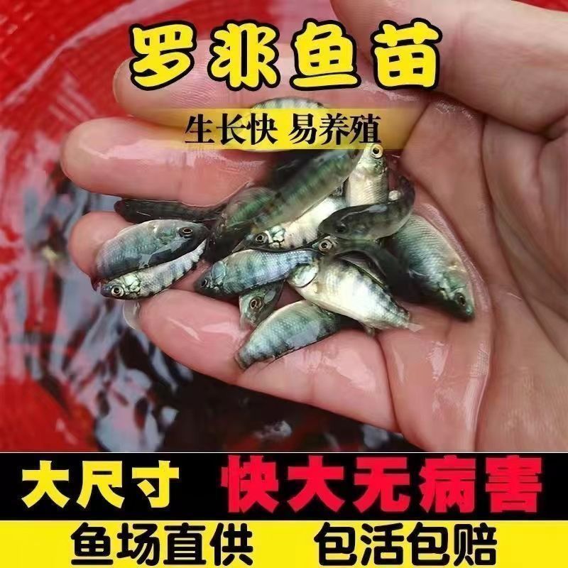 罗非鱼苗海南一号脆肉罗非鱼苗非洲鲫福寿鱼苗快大型鱼苗