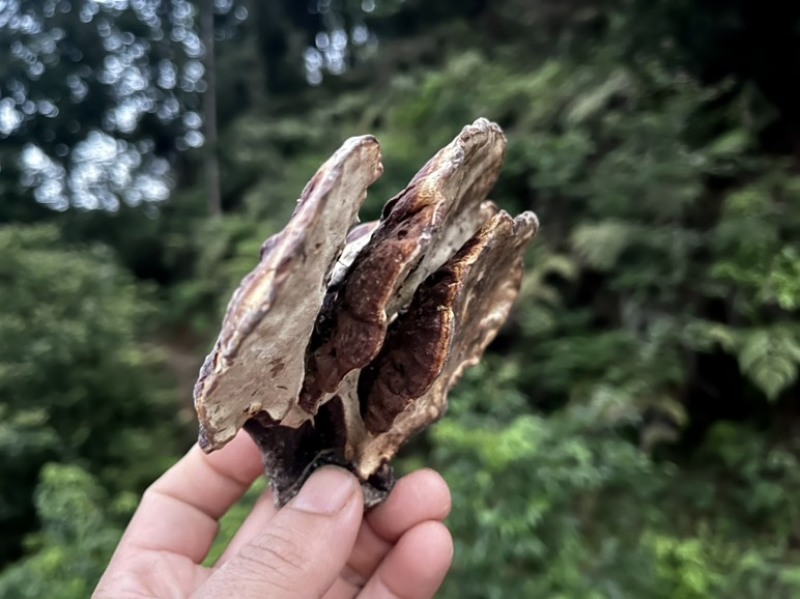 贵州大深山正宗野生赤灵芝大朵产地直邮