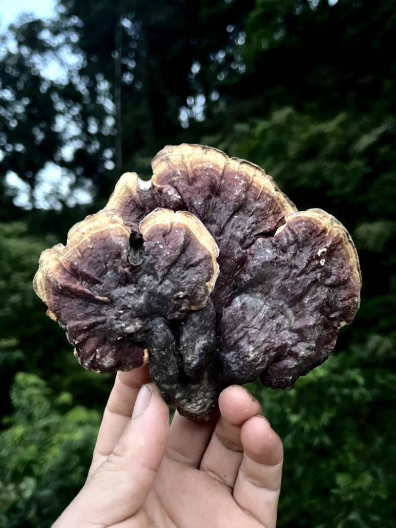 贵州大深山正宗野生赤灵芝大朵产地直邮