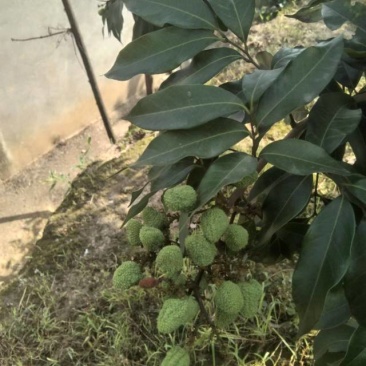 预售妃子笑荔枝坐标四川宜宾现在还没成熟