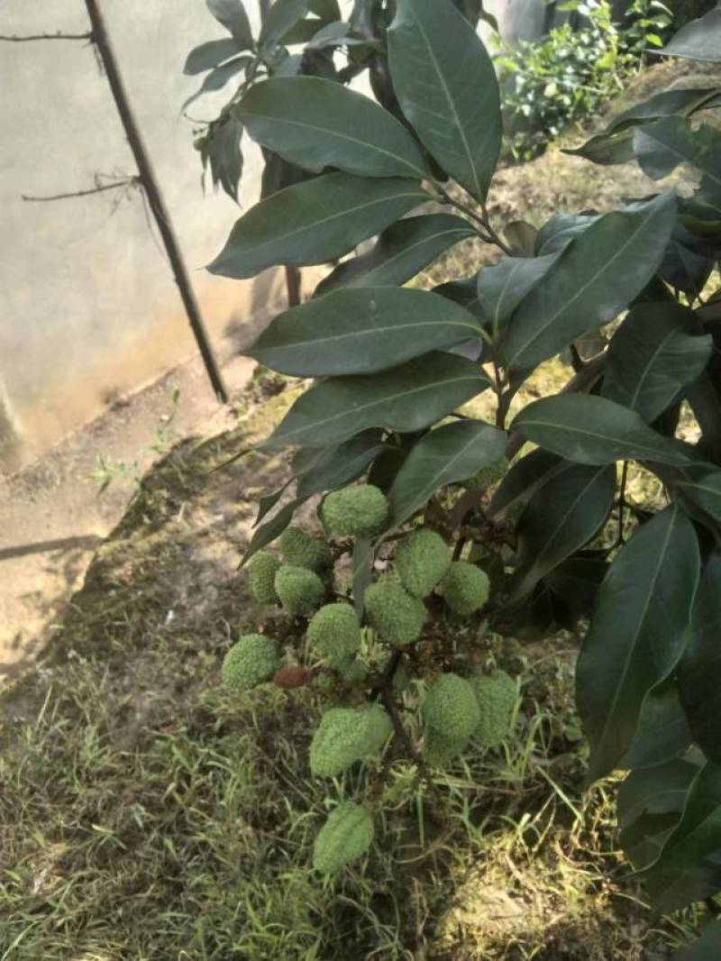 预售妃子笑荔枝坐标四川宜宾现在还没成熟