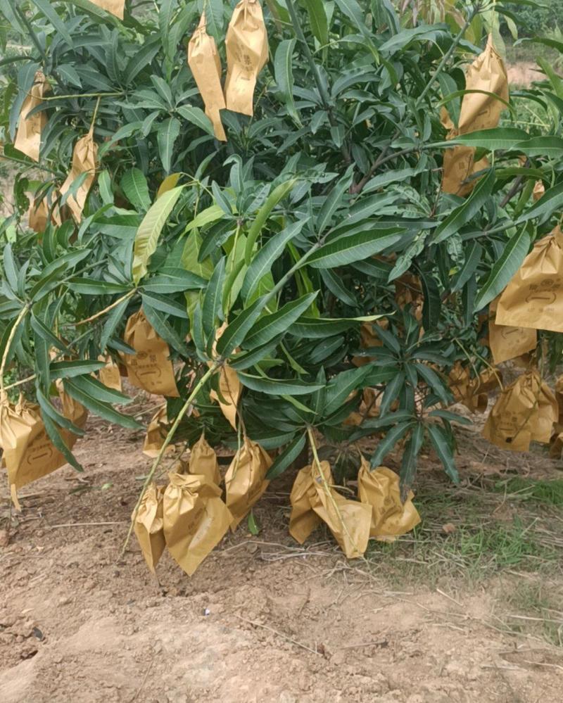 大量金黄芒果，鹰嘴芒果，欢迎老板来谈