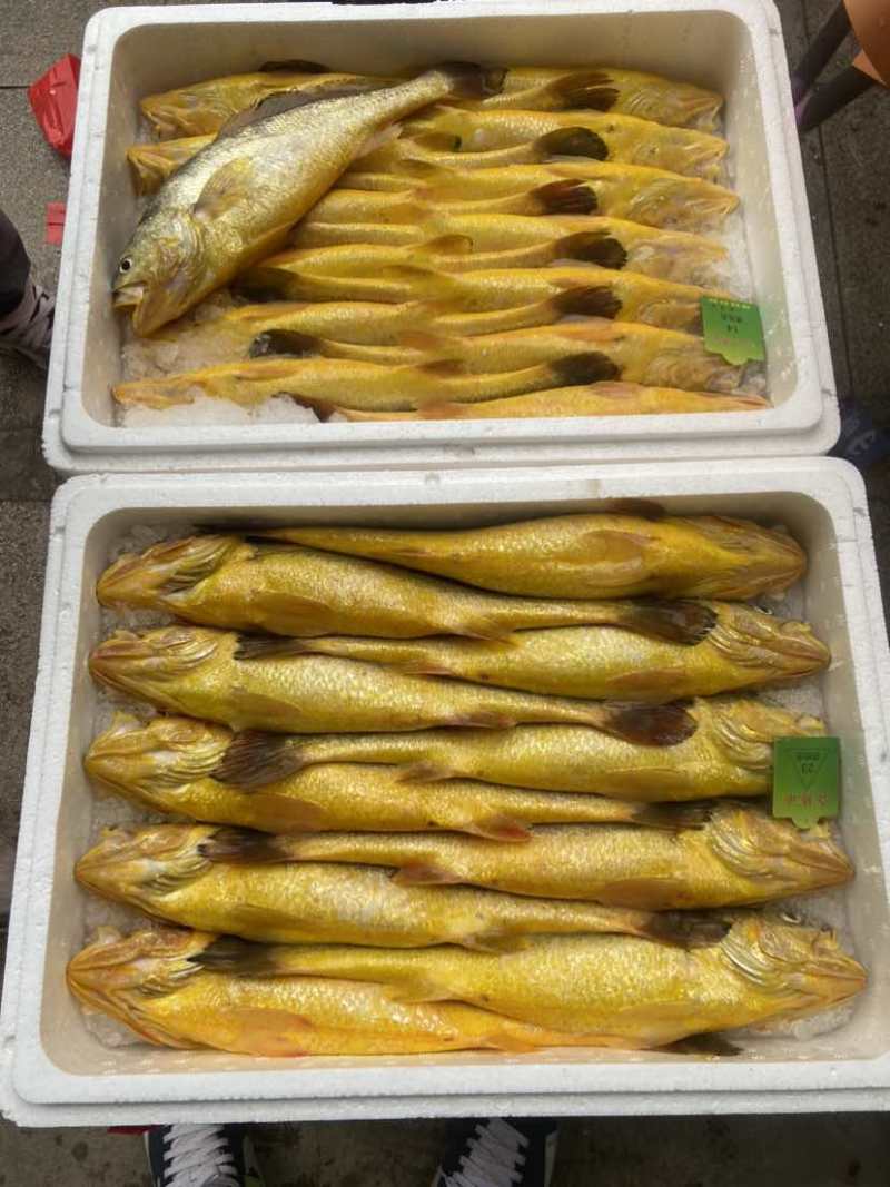 深海野化大黄鱼
