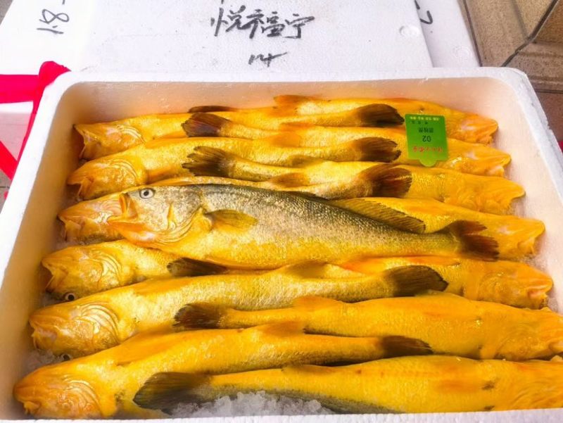 深海野化大黄鱼