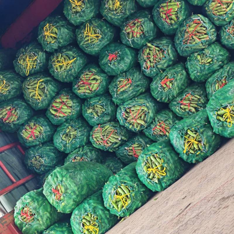 江苏盐城精品蚕豆大量上市产地直发欢迎新老朋友前来订购