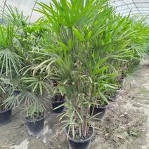 棕竹1.2-1.6米