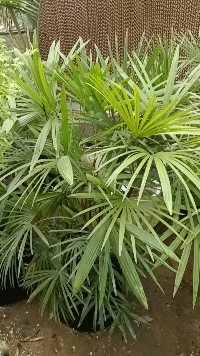 棕竹1.2-1.6米