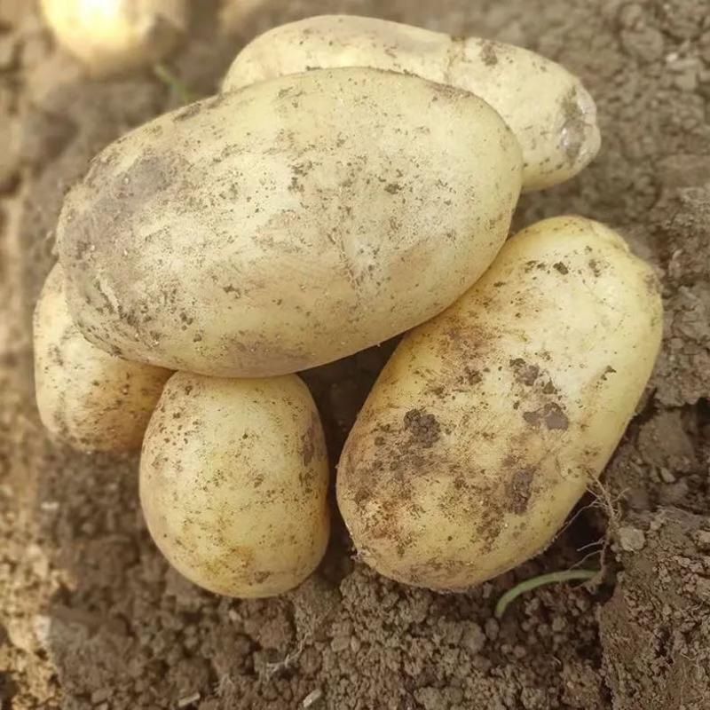 黄心土豆湖北精品土豆货源充足稳定量大从优欢迎咨询