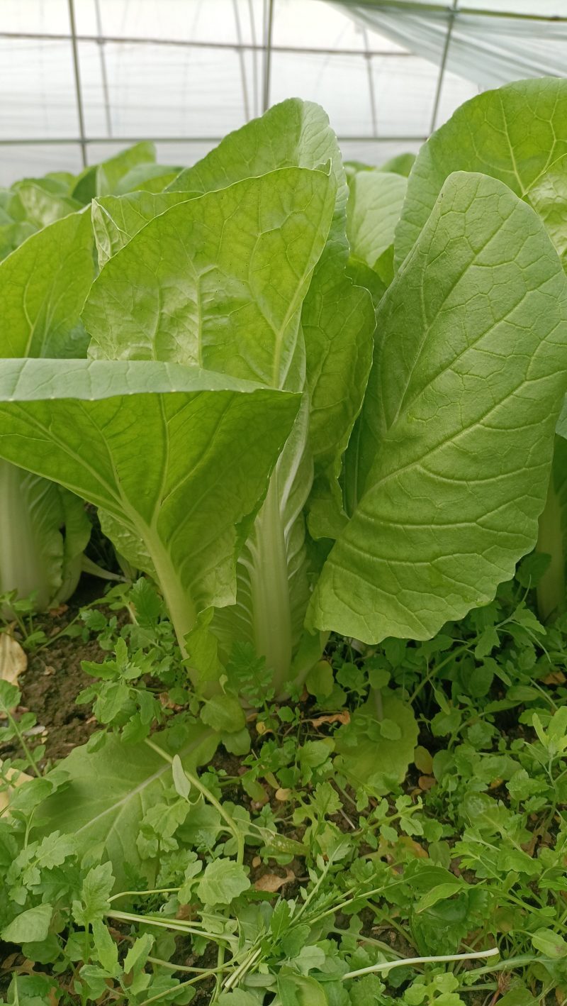 南通蔬菜供应快白菜