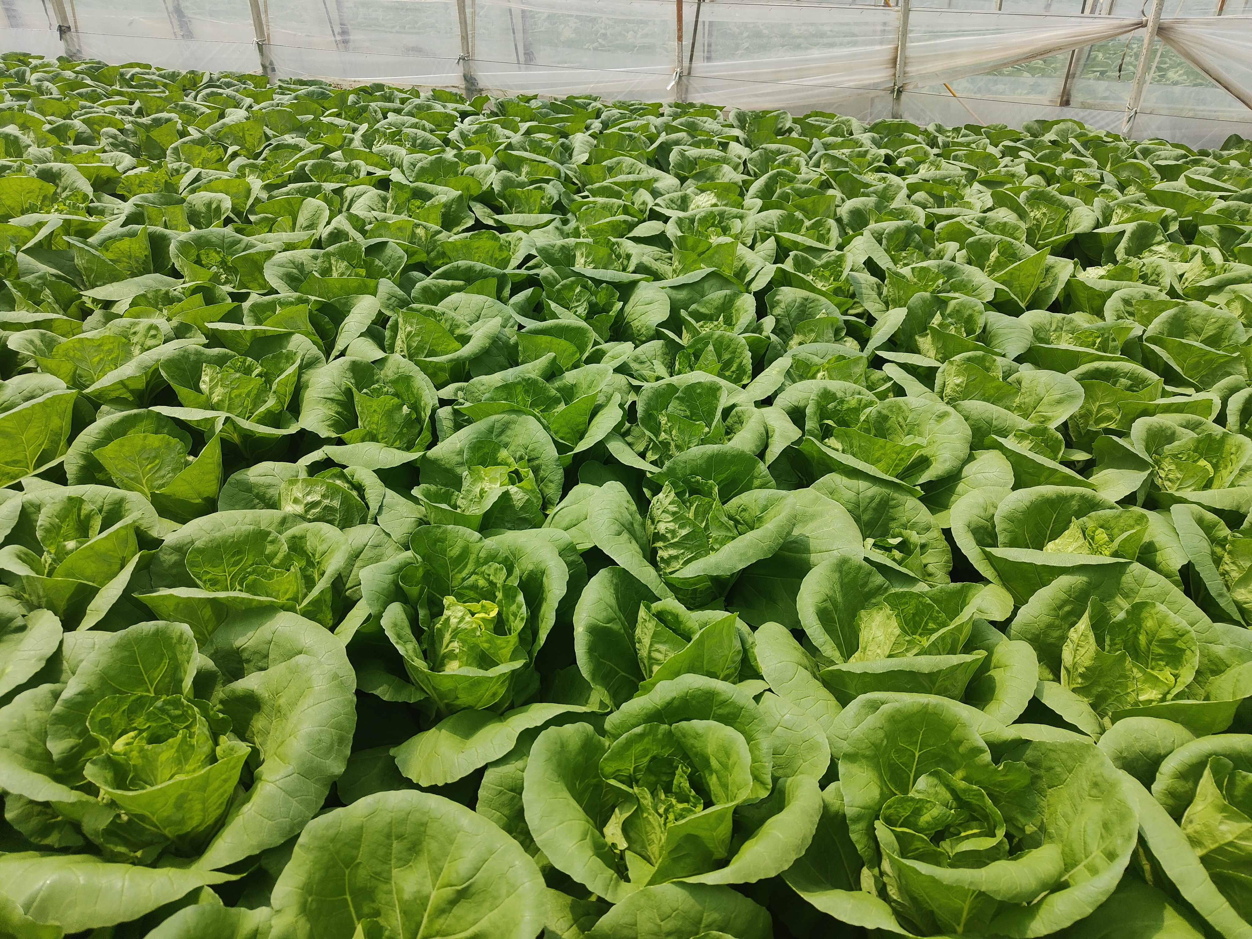 航拍视角下的山西省晋中市太谷区某合作社黄心白菜种植基地,秋季清晨阳光斜照,整齐排列的黄心白菜植株呈鲜嫩金黄色心叶,外围青绿色叶片舒展,田间滴灌带清晰可见,远处可见温室大棚群落和丘陵地貌背景 晋中黄心白菜田间生长实景