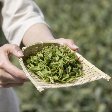 明前头茬绿茶炒青芽尖嫩叶